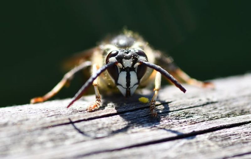 Invasive Species Competition