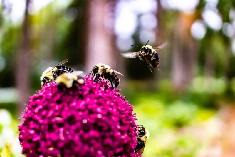 Disease Transmission Between Managed And Wild Bees