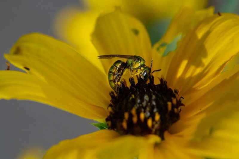 Urban Sprawl Reduces Nesting Sites
