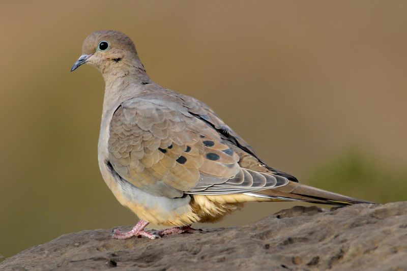 Mourning Doves
