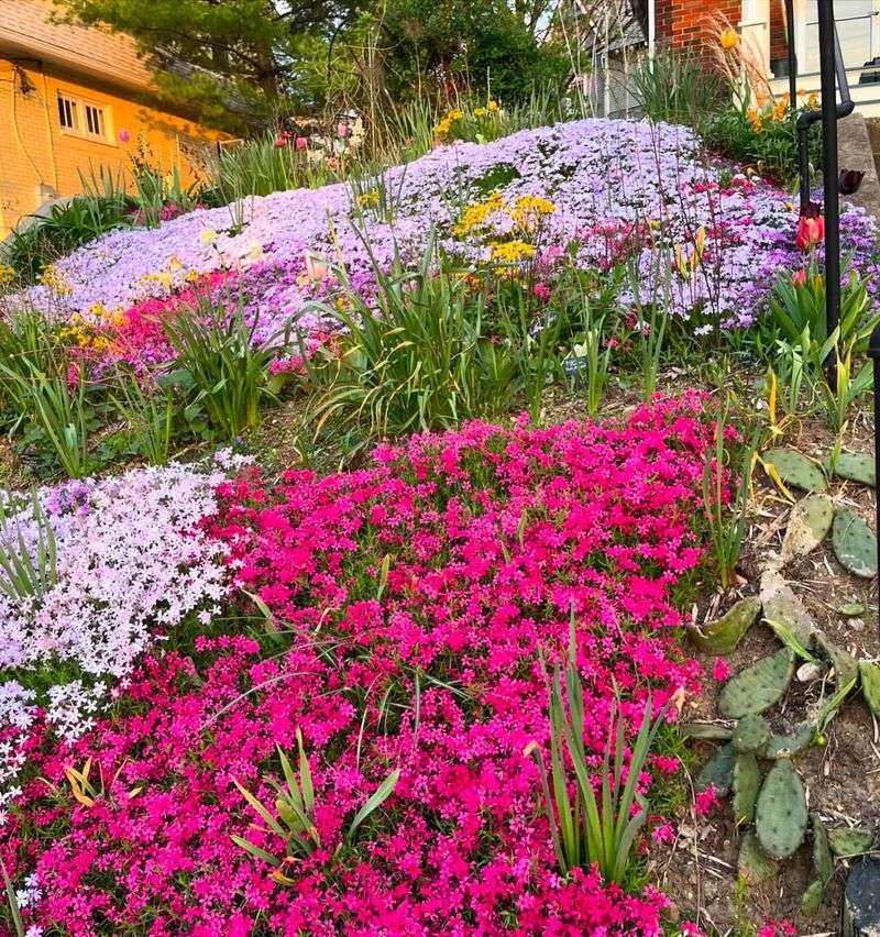 Moss Phlox