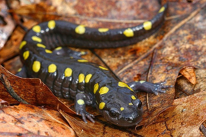 Wildlife Depends On Leaf Litter