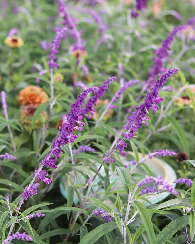 Salvias