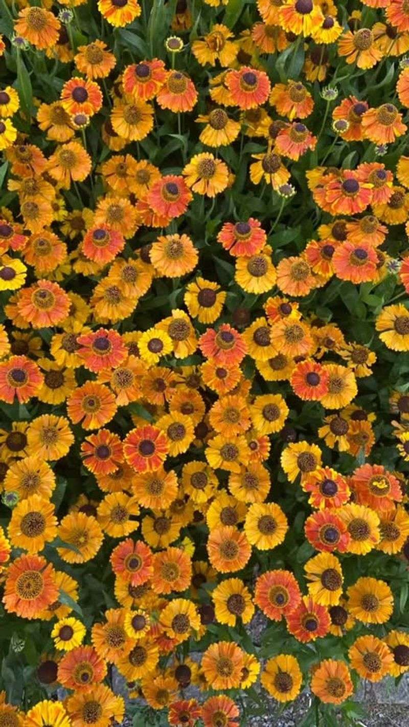 Helenium 'Mardi Gras'