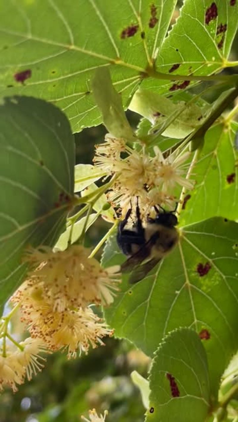 Native Species Adaptation Creates Perfect Partnership