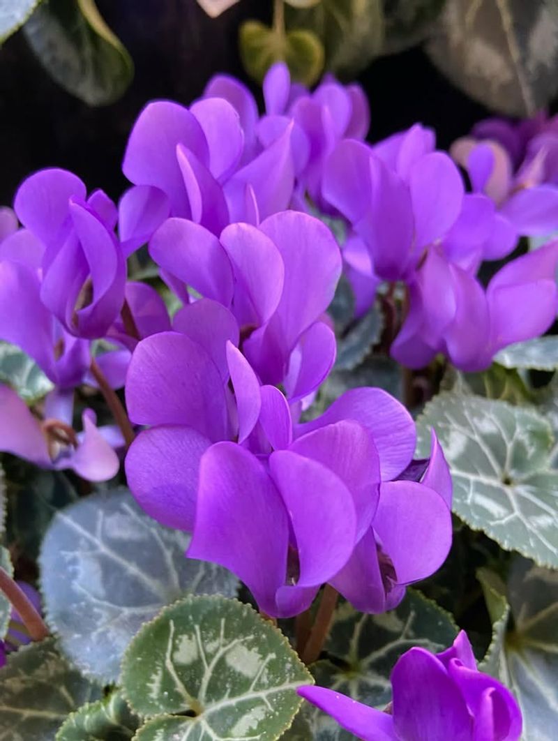 Cyclamen