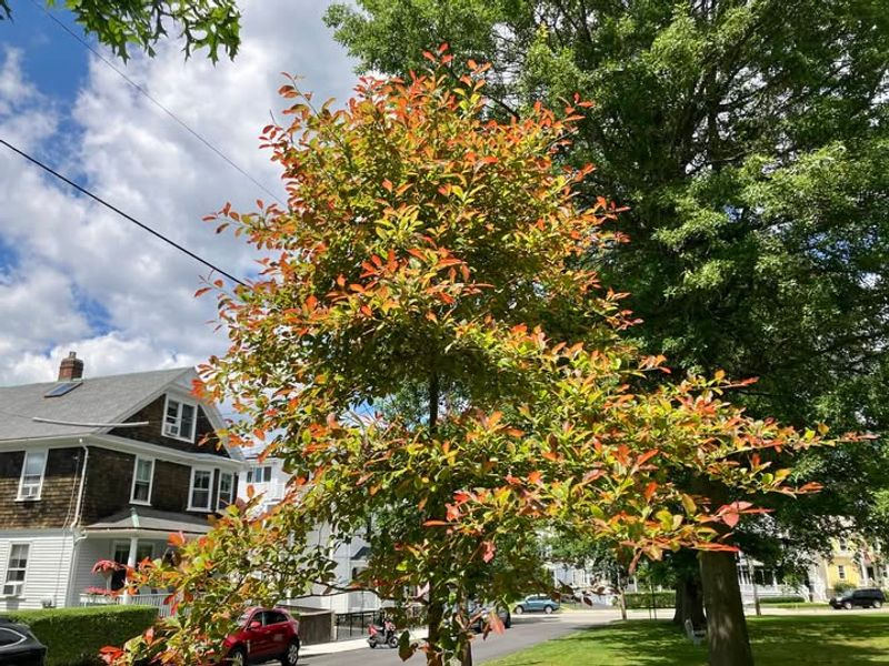 Grows Perfectly in Delaware's Climate