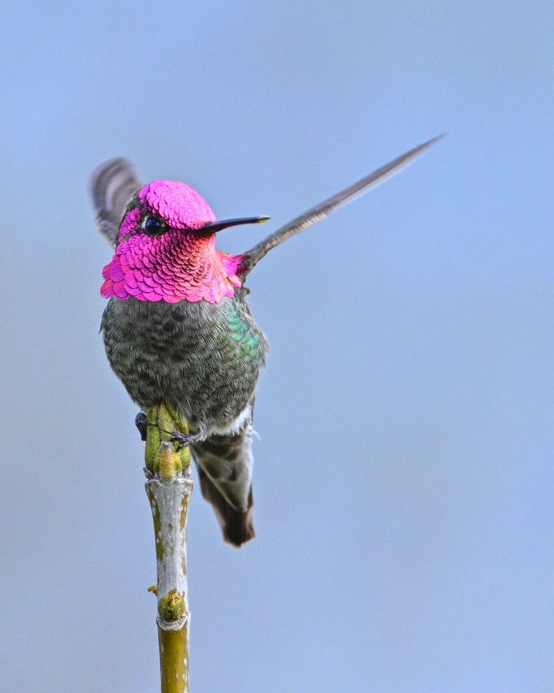 Anna's Hummingbirds Are Year-Round Residents