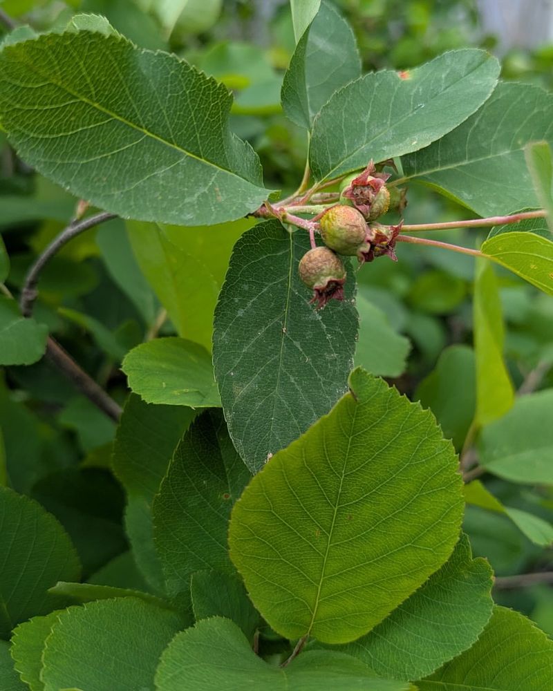 Sheltered Branches Provide Essential Nesting Sites