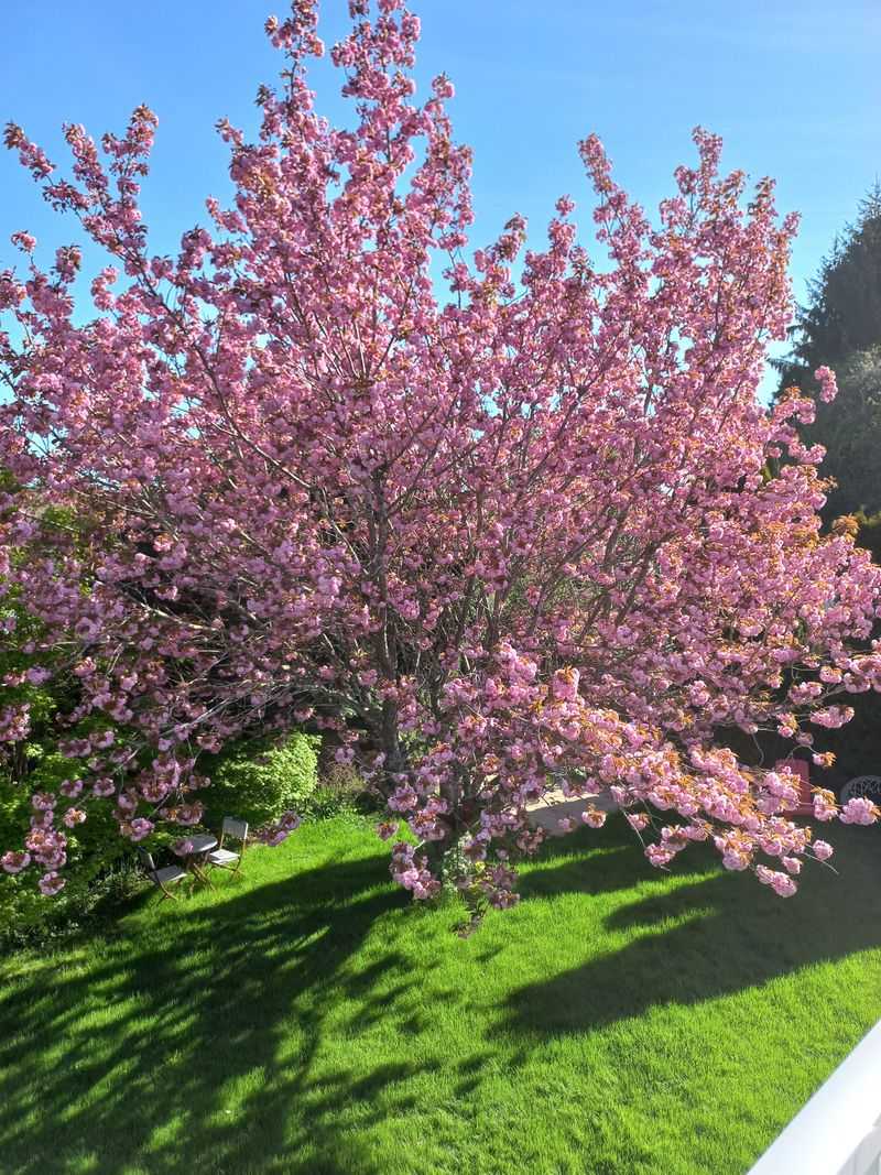 Nectar-Rich Blossoms Attract Pollinators