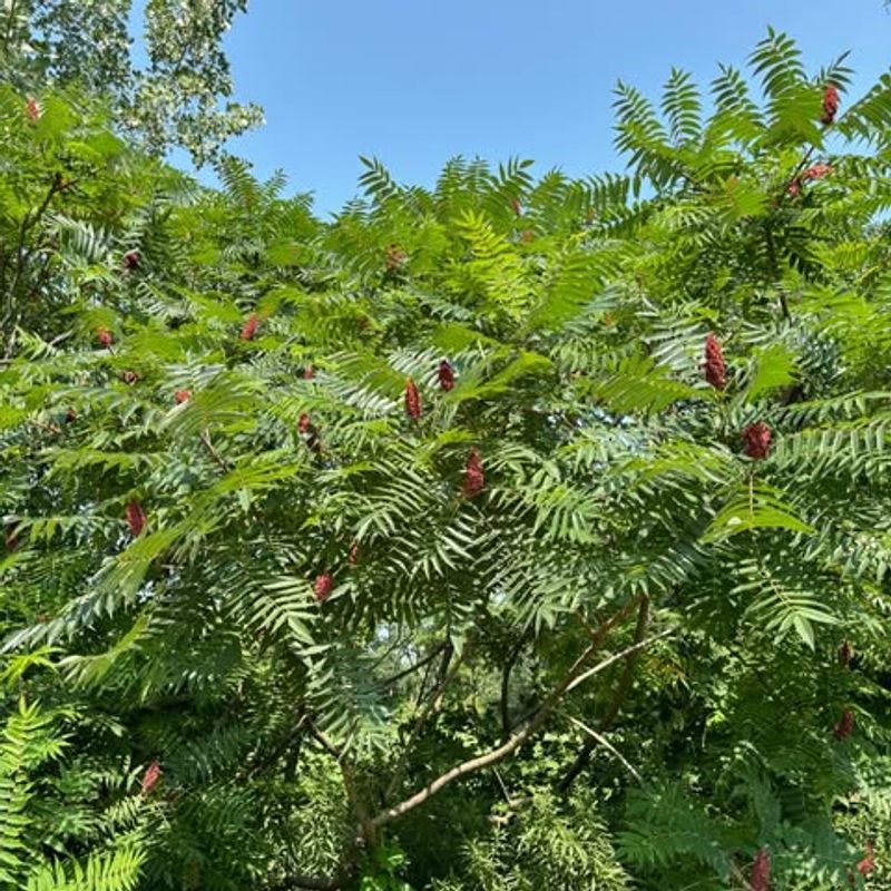 Dense Thickets Offer Perfect Shelter And Nesting Sites