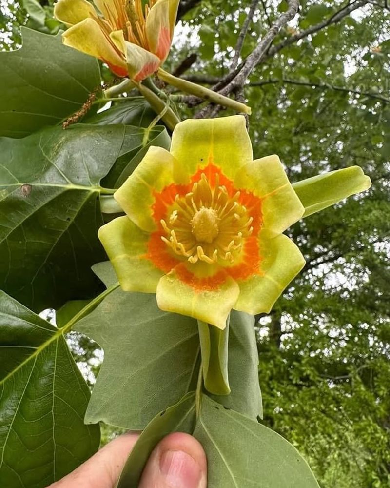 Unique Flower Shape Attracts Specific Bee Species