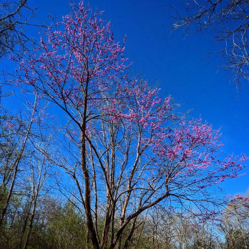 Seed Pods Attract Beneficial Insects