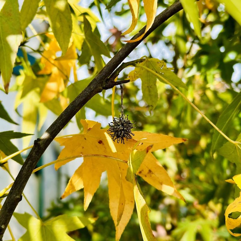 Spiky Seed Pods Offer Shelter and Protection