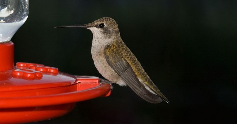 Watch For Stragglers Before Removing Feeders Completely
