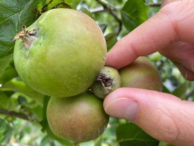 Overcrowded Fruit Load