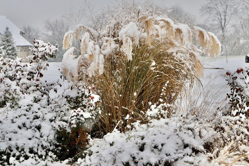 Leave Foliage Standing Through Winter