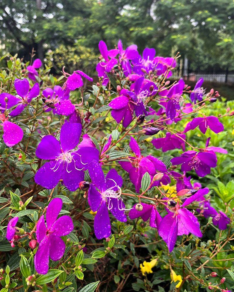 Princess Flower