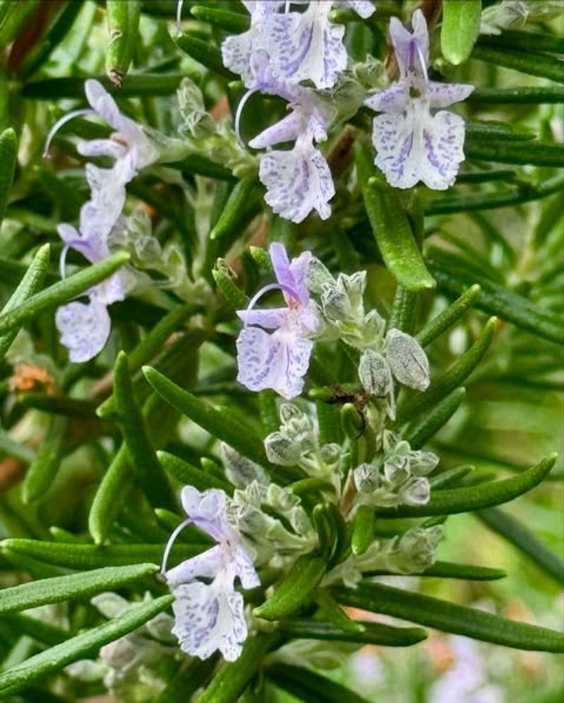 Rosemary