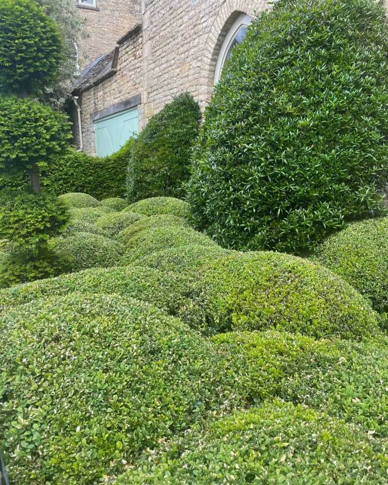 Boxwood