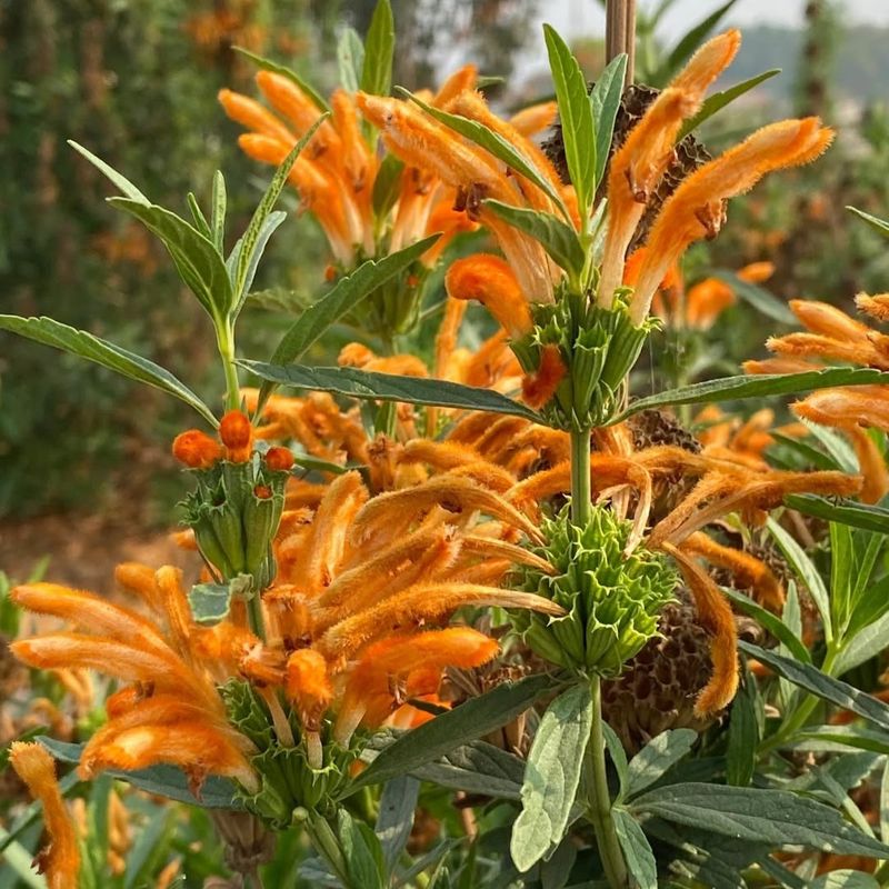 Lion's Tail