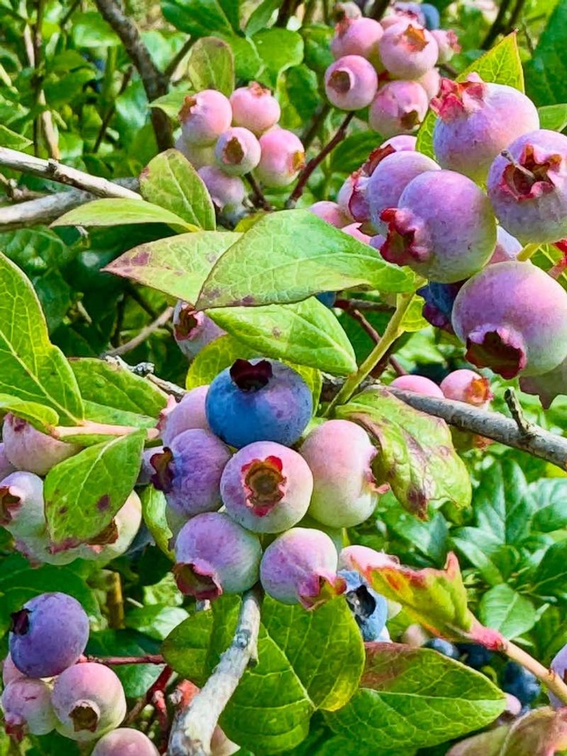 Berry Bushes Store Energy For Spring