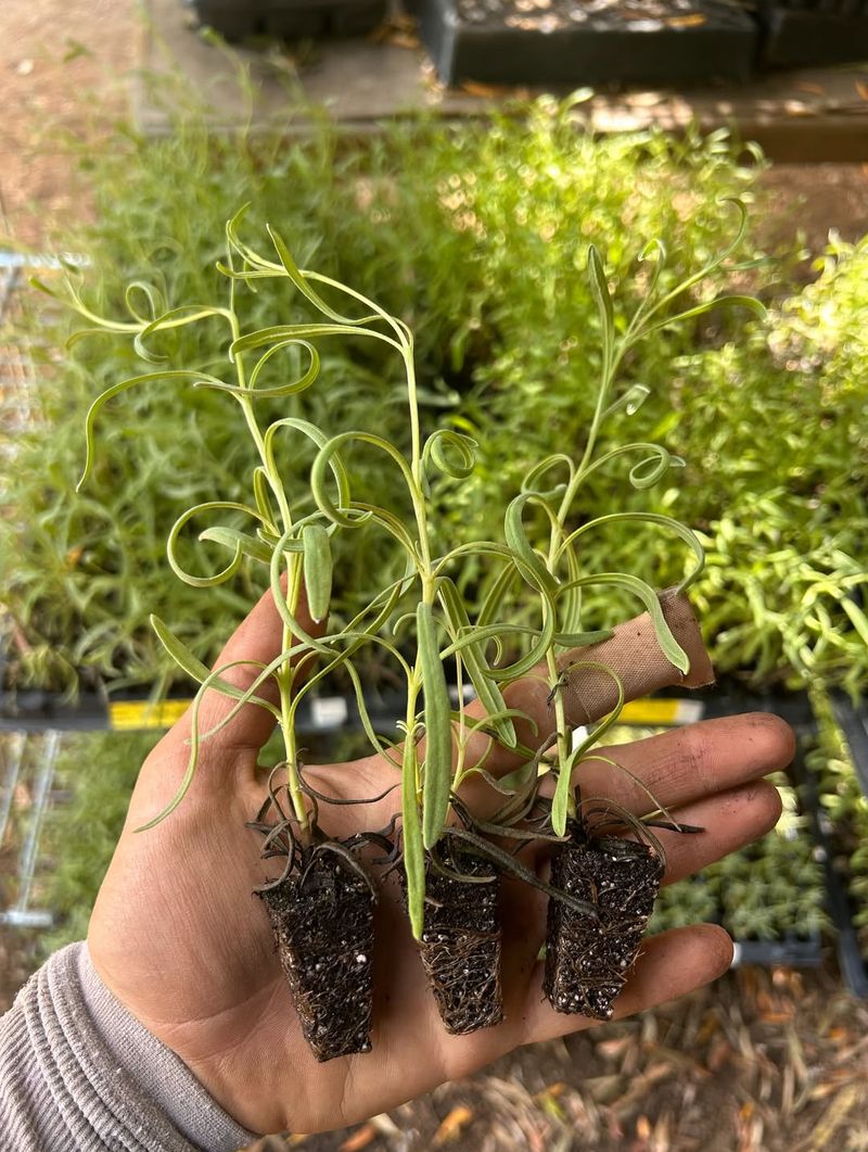 Root Systems Are Too Shallow For Safe Splitting