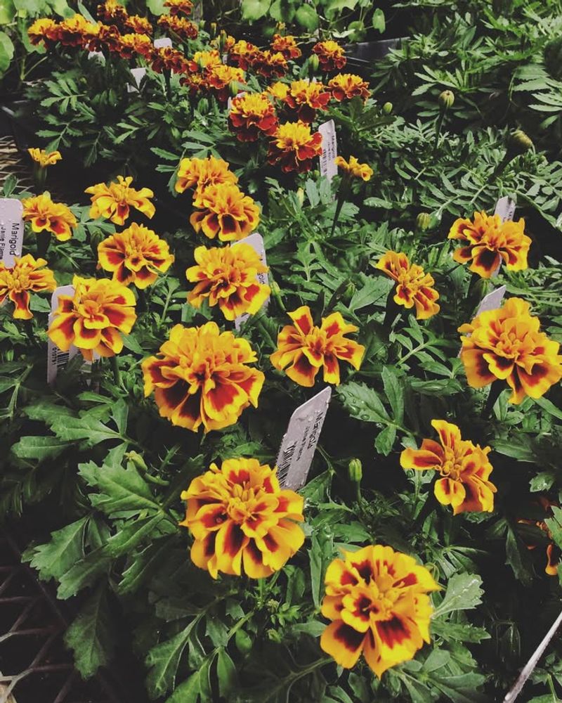 Marigolds And Nasturtiums As Companion Pollinators