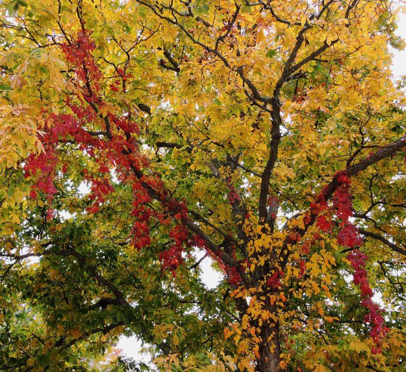 Fall Color Comes From Fertilizer Alone