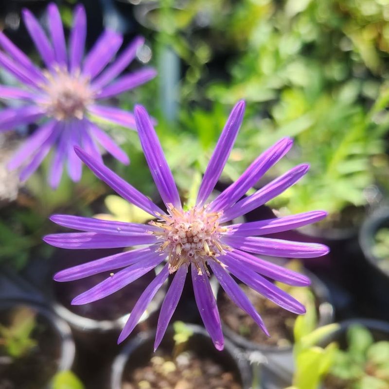 Showcase Native Georgia Plants