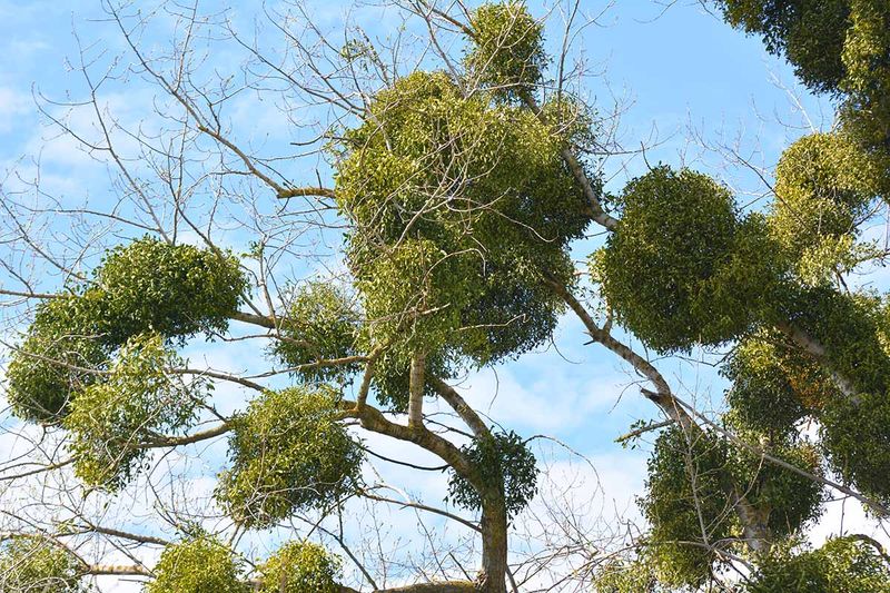 Mistletoe Creates Dense Clusters