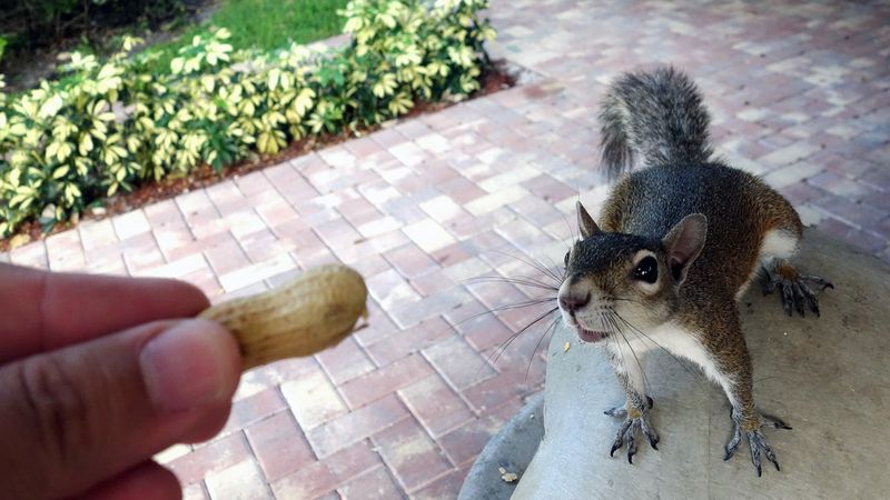 Eastern Gray Squirrel Leaf Caches Store Food