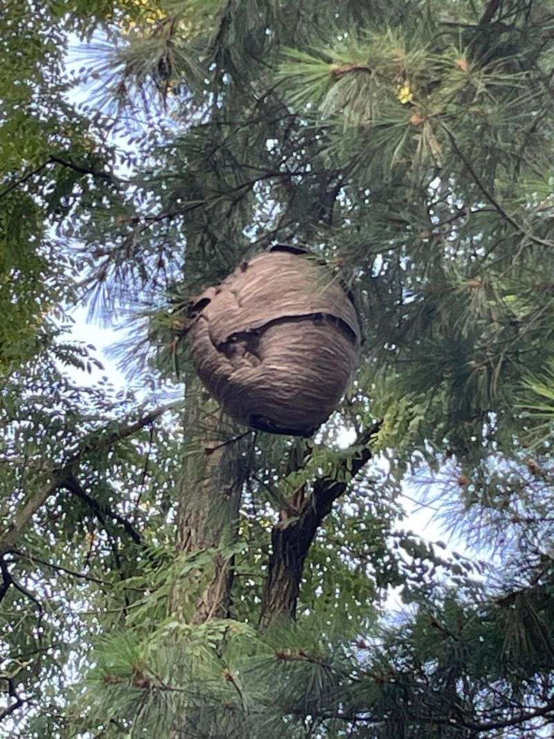 Abandoned Wasp Nests