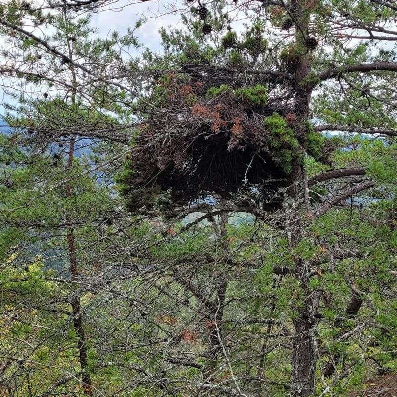 Witches' Broom Disease Creates Clusters