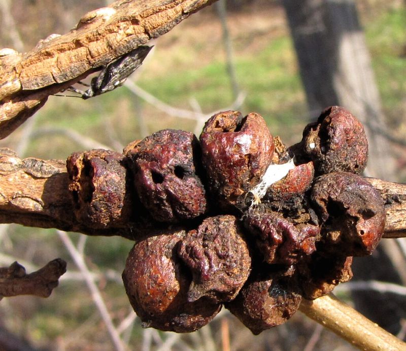 Leaf Clusters Trapped By Spiderwebs And Debris