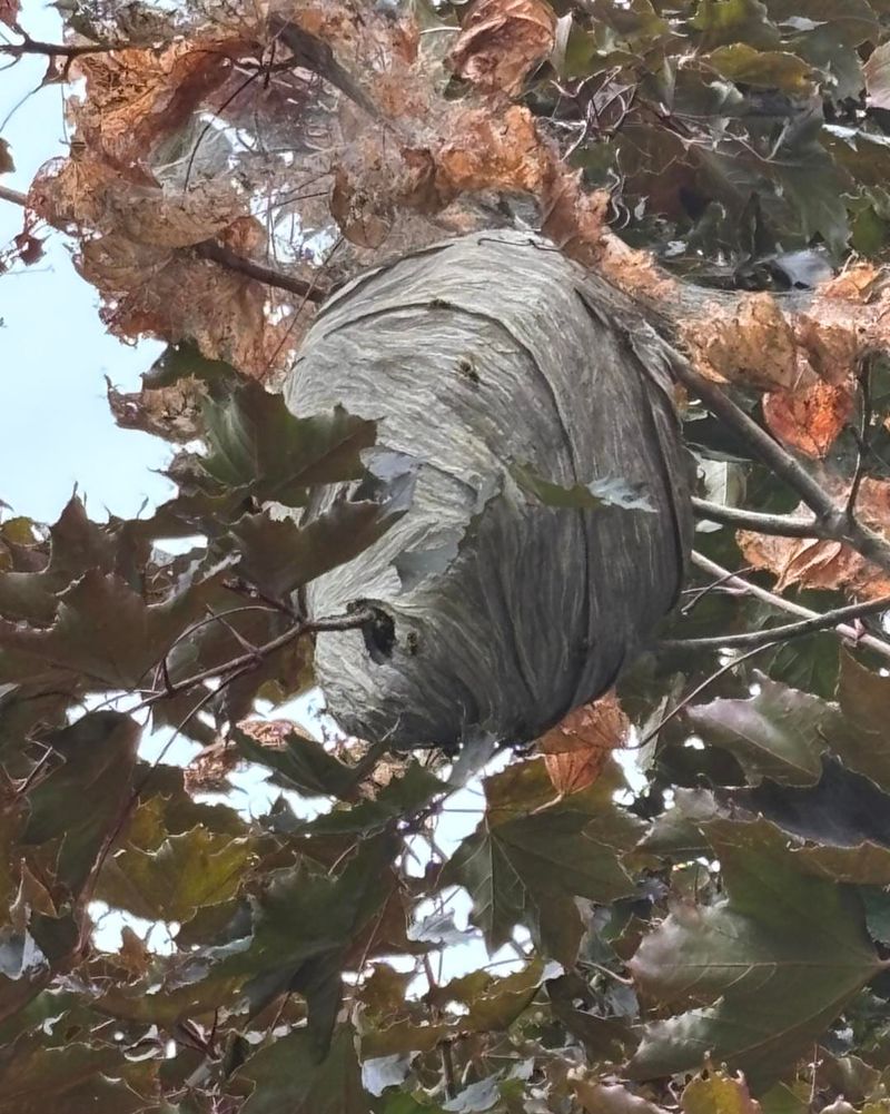 Abandoned Wasp Nests Remain Visible