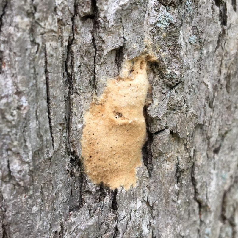 Gypsy Moth Egg Masses