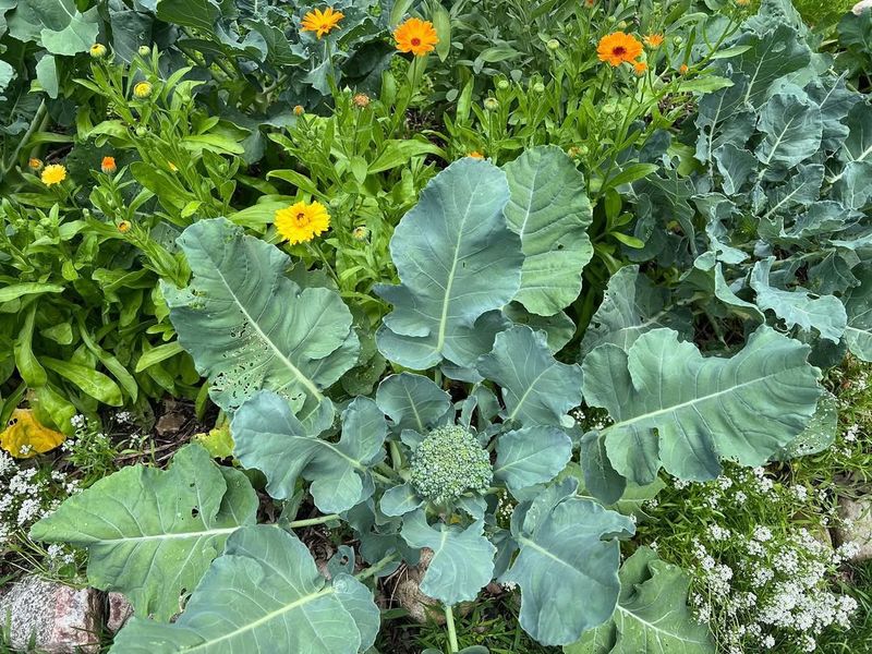 Broccoli And Cauliflower