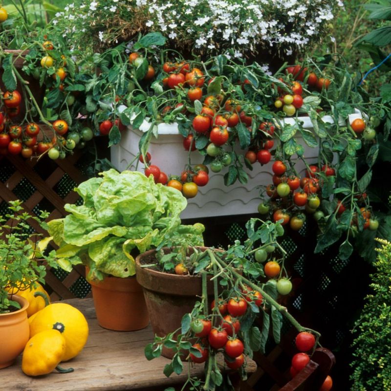 Cherry Tomatoes