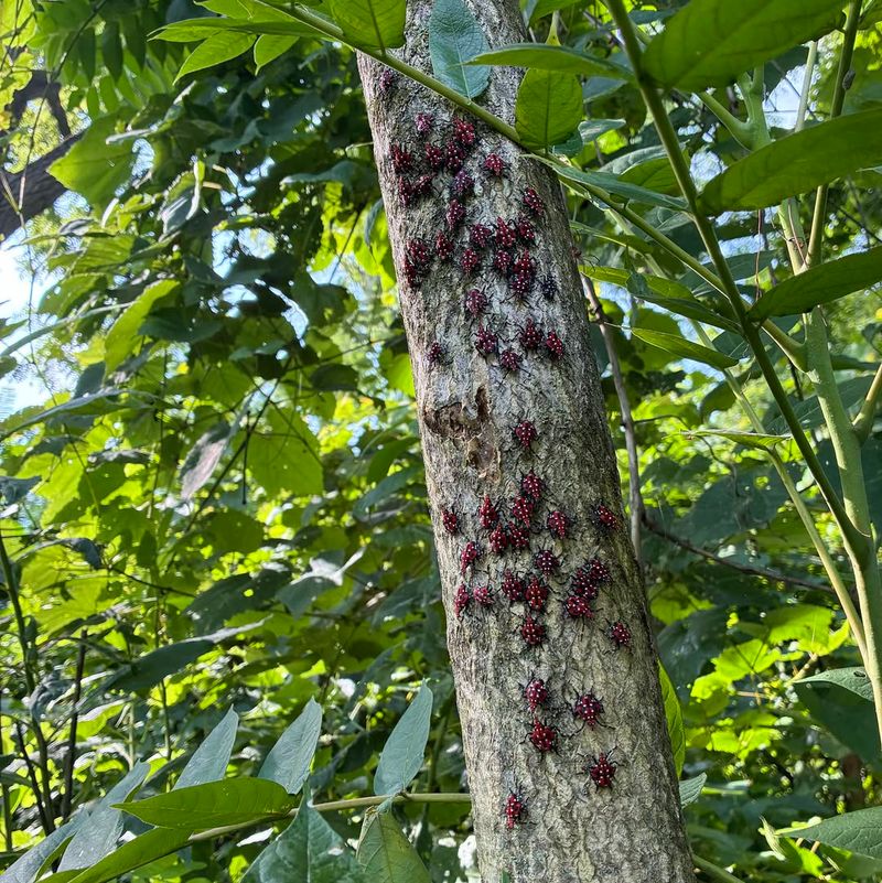 Check Your Trees