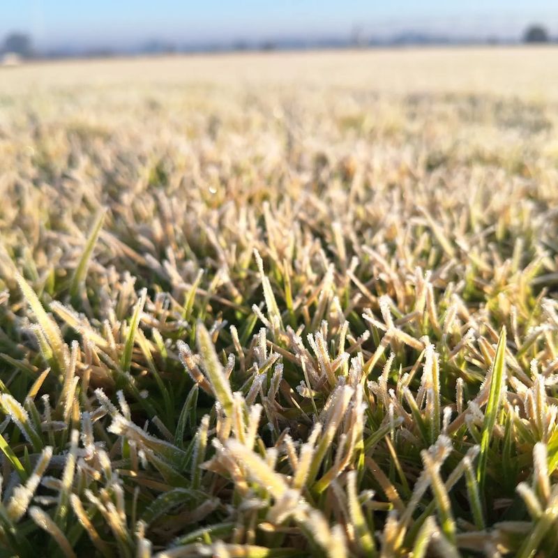 Avoid Mowing Frosted Grass