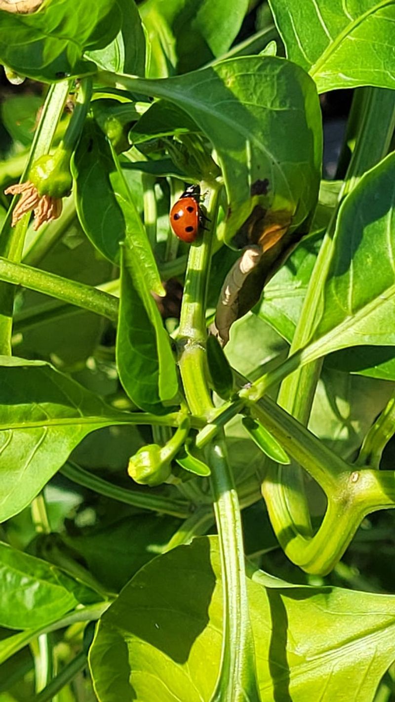 Avoid Pesticides and Chemicals in Your Yard