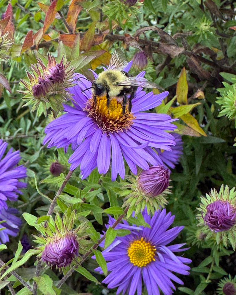 Plant Late-Season Blooming Flowers