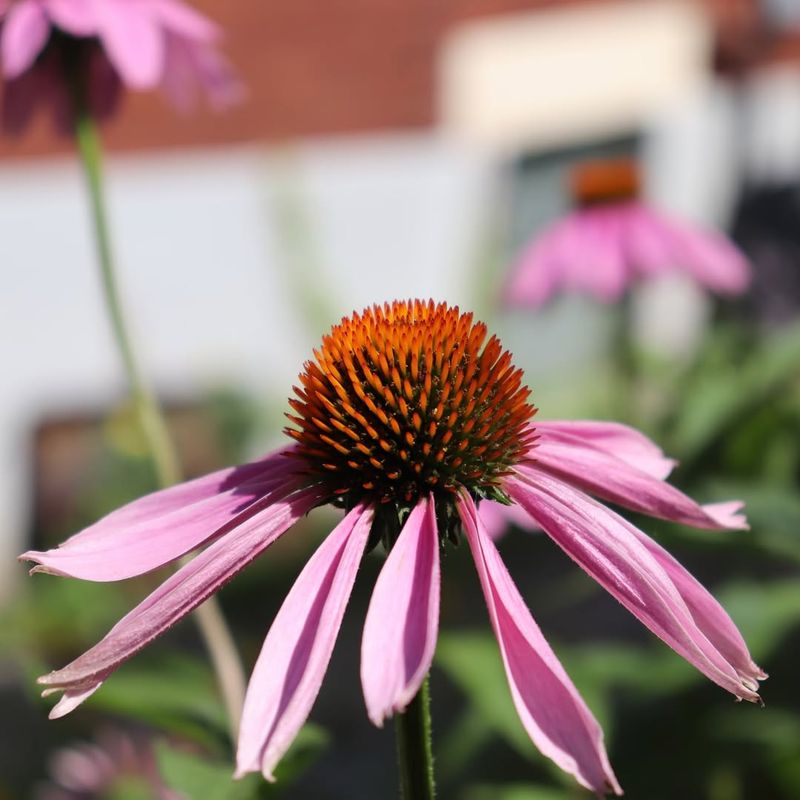 Young Plants Need More Attention Their First Winter