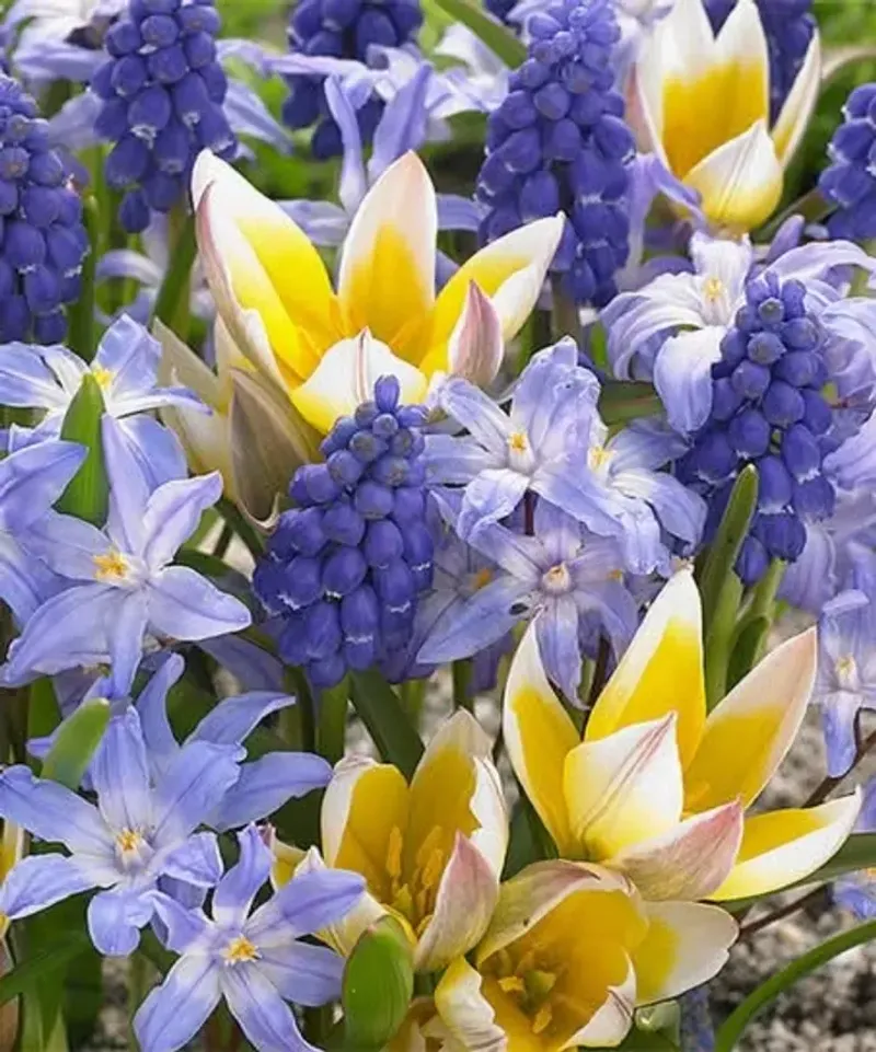 Plant Native Spring Bulbs