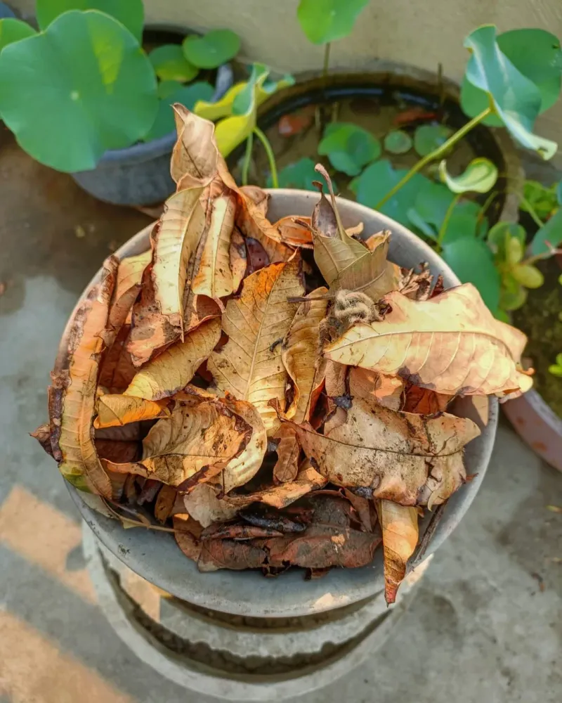 Composting Turns Waste Into Gold