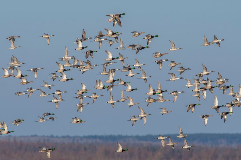 Migrating Flocks Appear Overhead