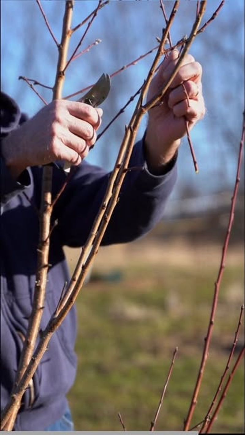 Pruning Trees And Shrubs At The Wrong Time