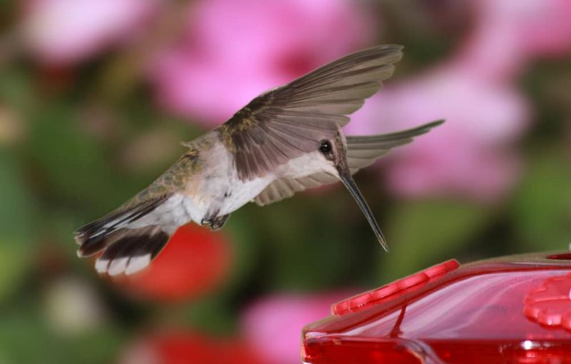 Watch For Straggler Activity Before Removing Feeders