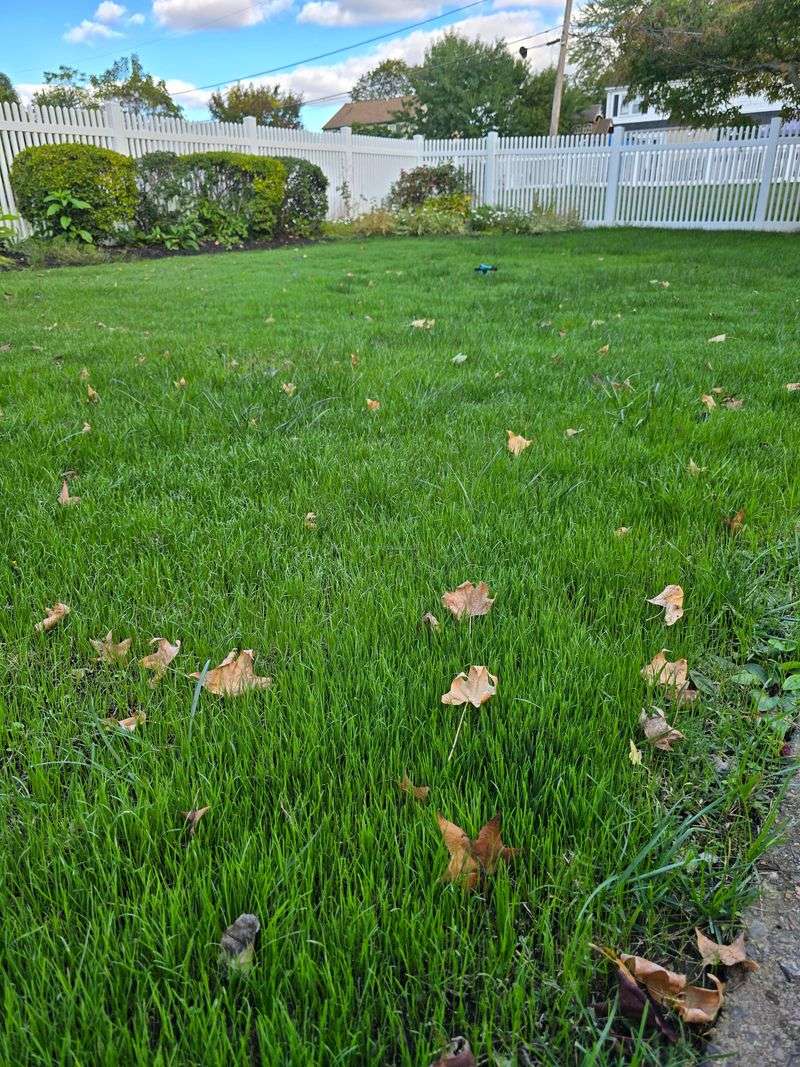Skipping Fall Fertilization Completely